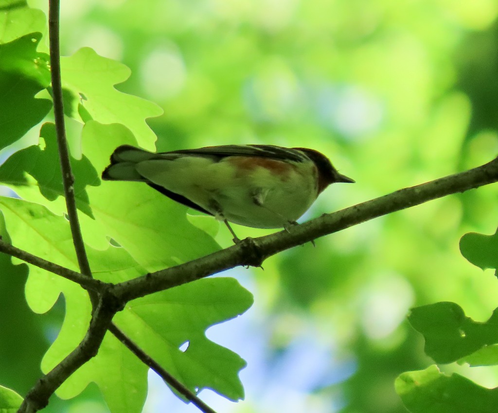 Bay-breasted Warbler - ML618832115