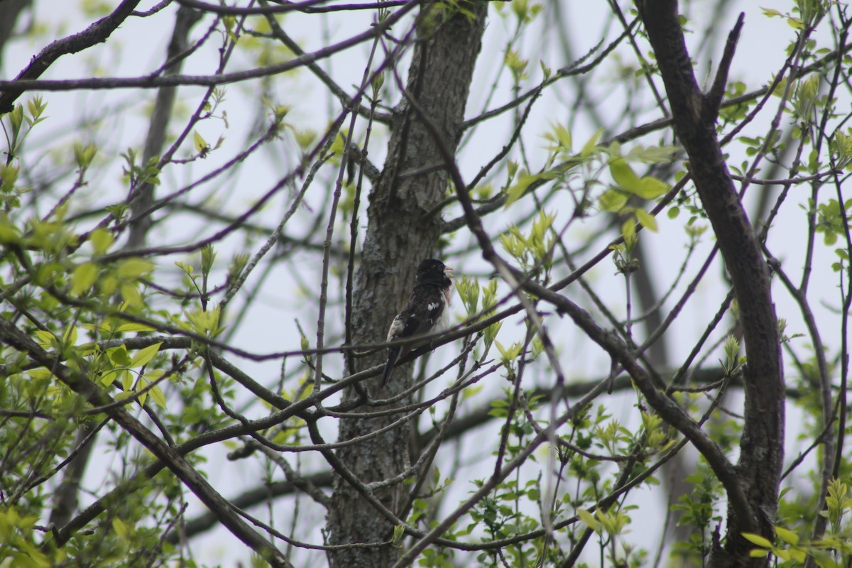 Rose-breasted Grosbeak - ML618832125