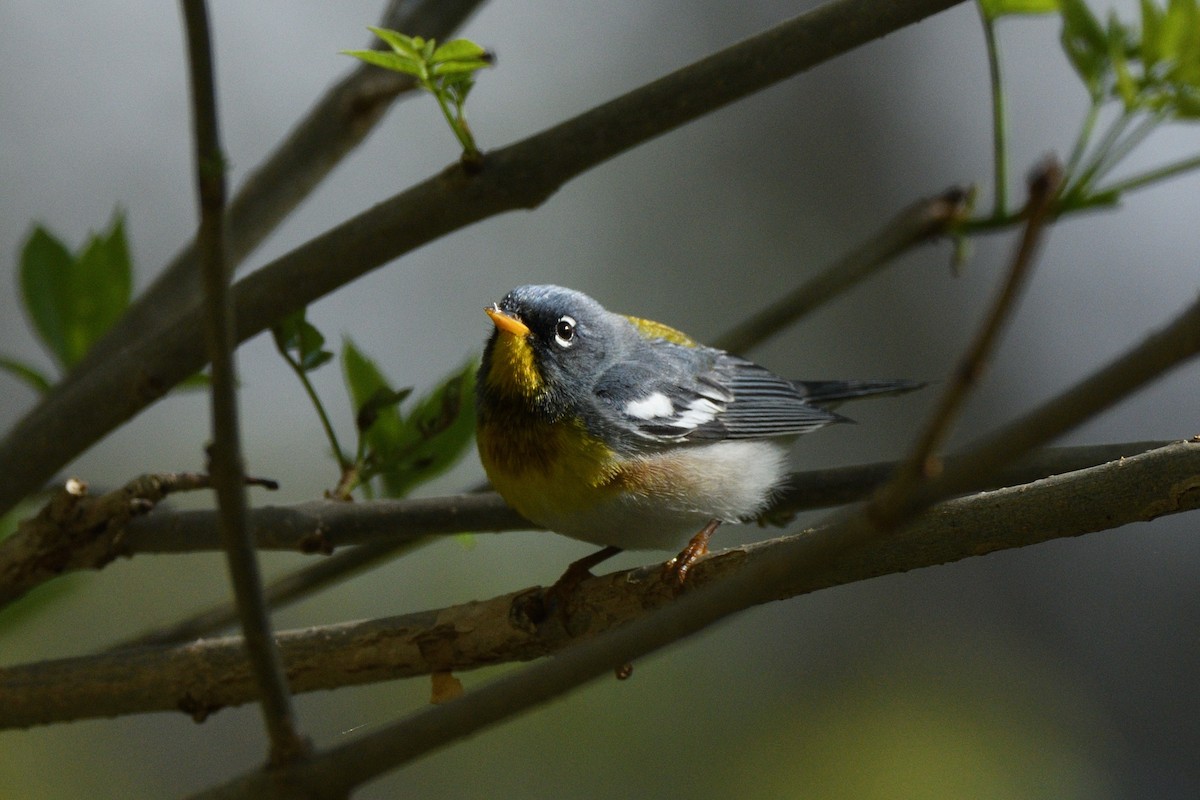 Northern Parula - Megan Gray