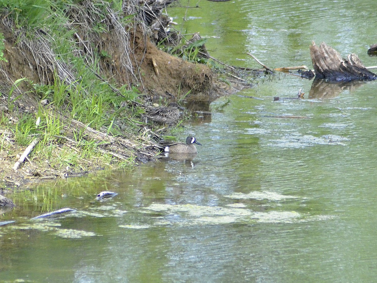 Blue-winged Teal - Gary Zenitsky