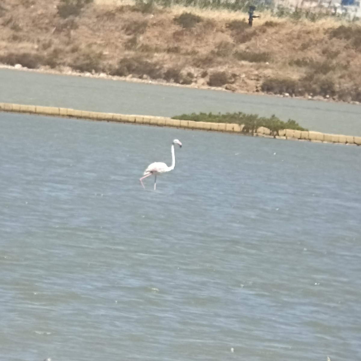 Greater Flamingo - Moreno Camoletto