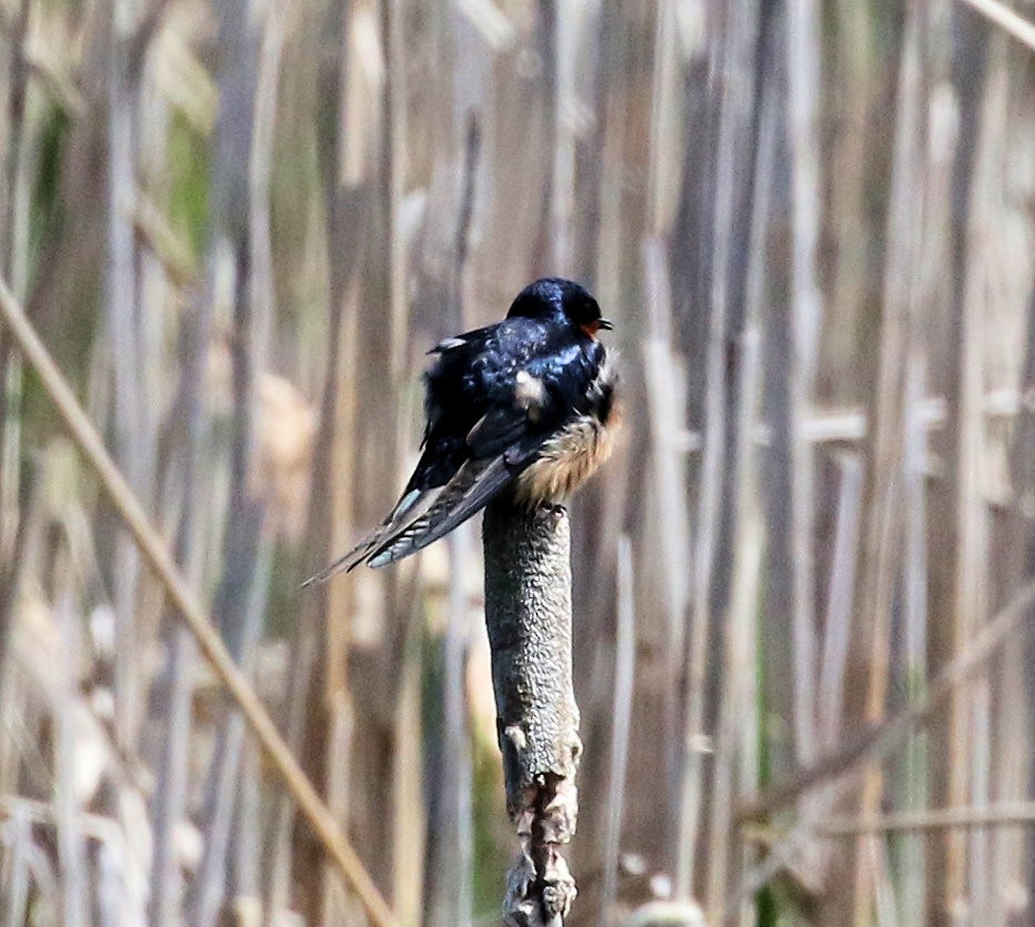 Barn Swallow - Kernan Bell