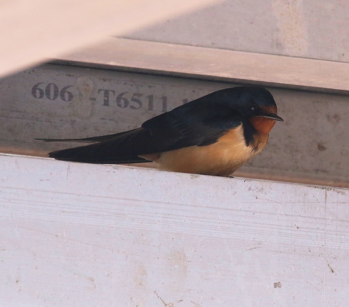 Barn Swallow - Kernan Bell