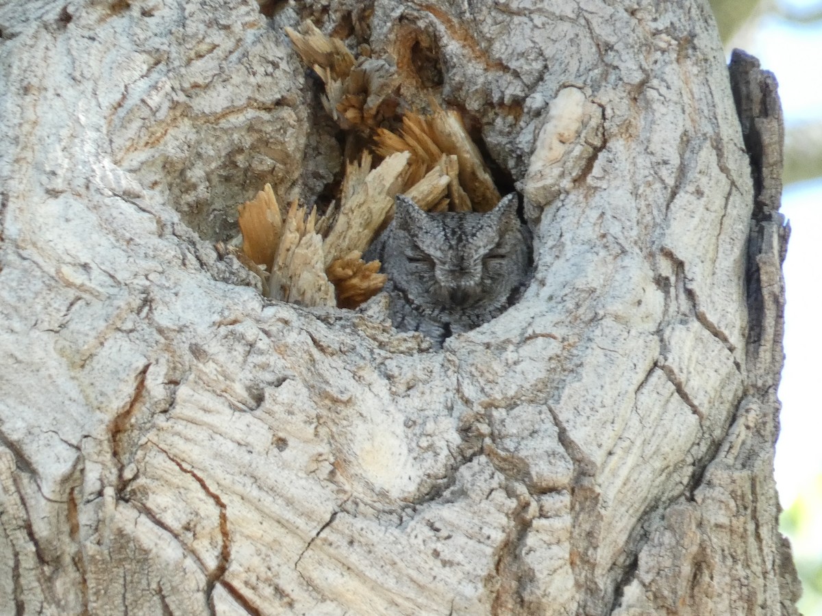 Western Screech-Owl - Robb Welch