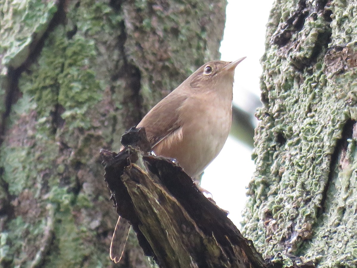 House Wren - Letícia Matheus Baccarin