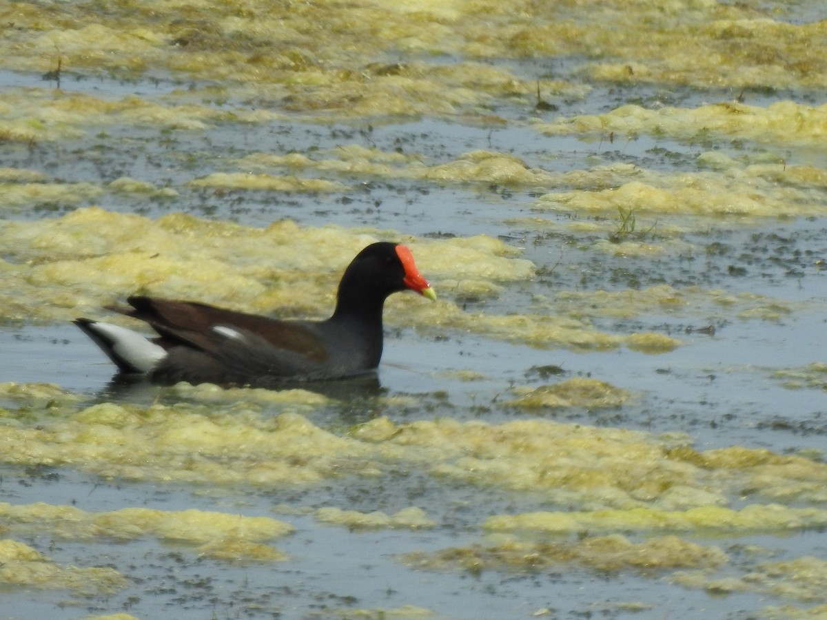 Common Gallinule - Holly Perry