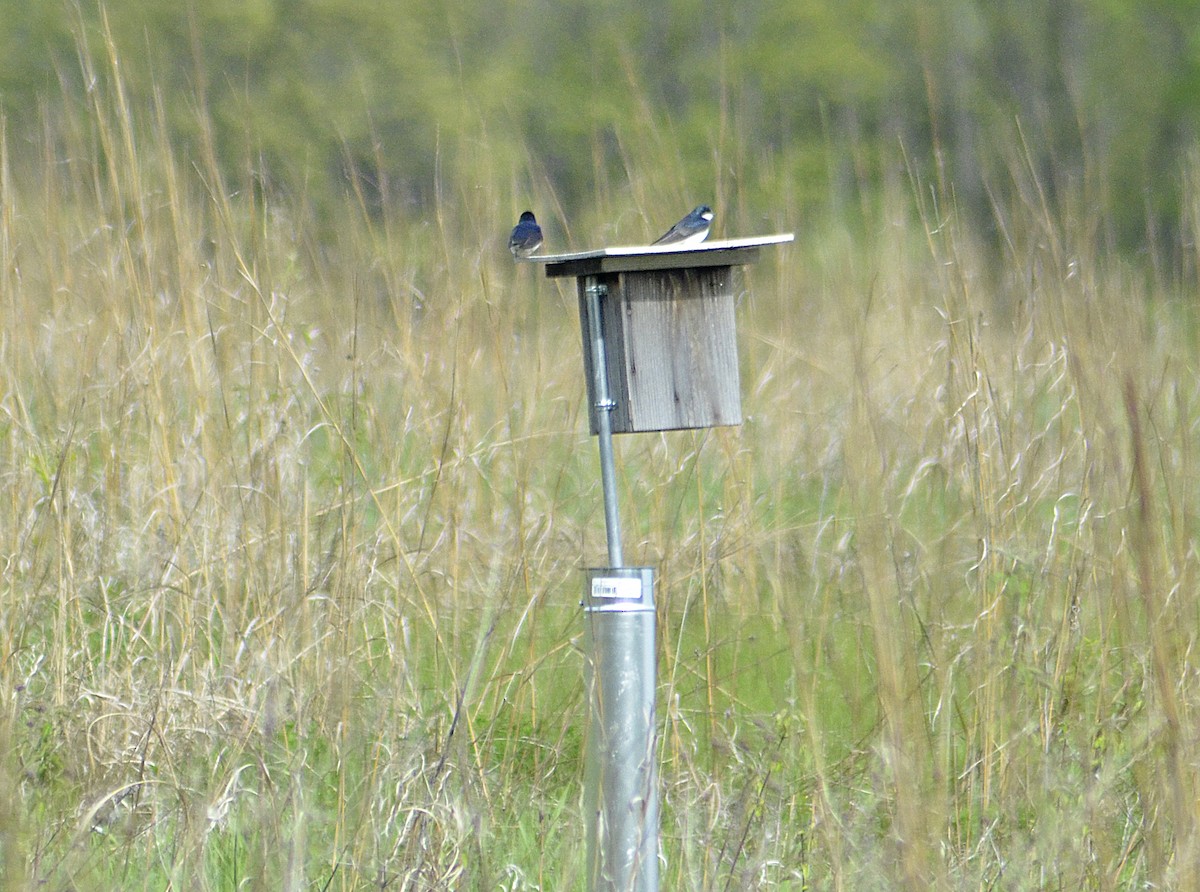 Tree Swallow - Gary Zenitsky