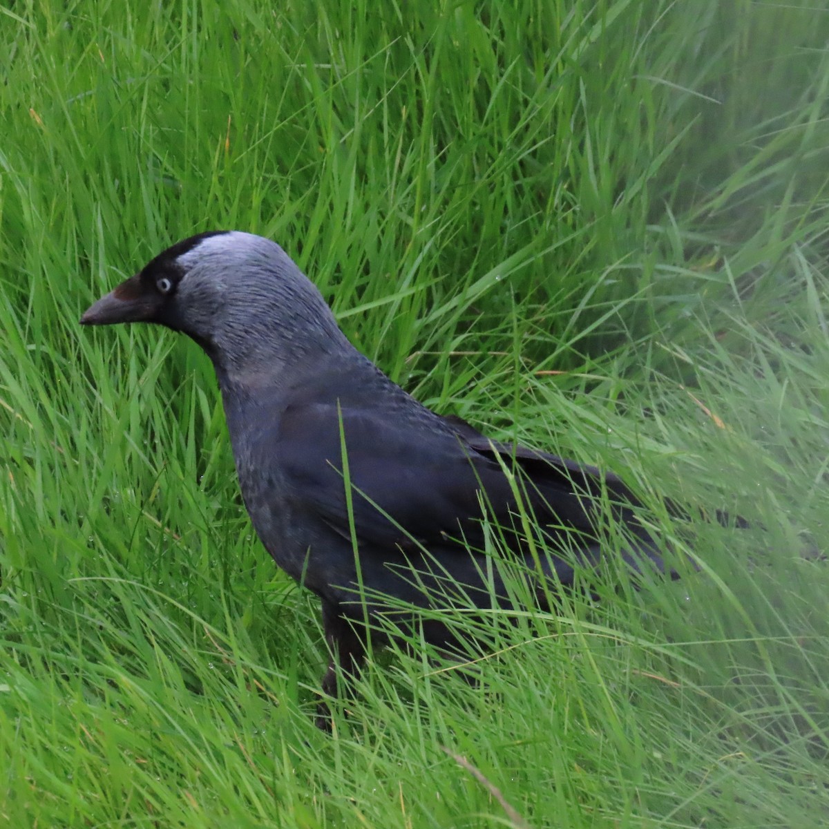 Eurasian Jackdaw - ML618832177