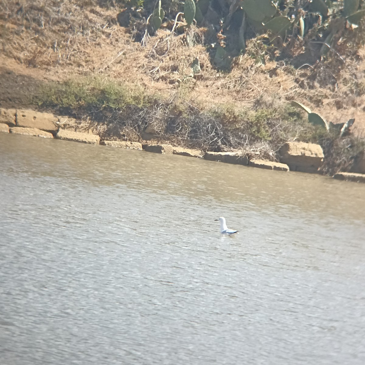 Slender-billed Gull - Moreno Camoletto