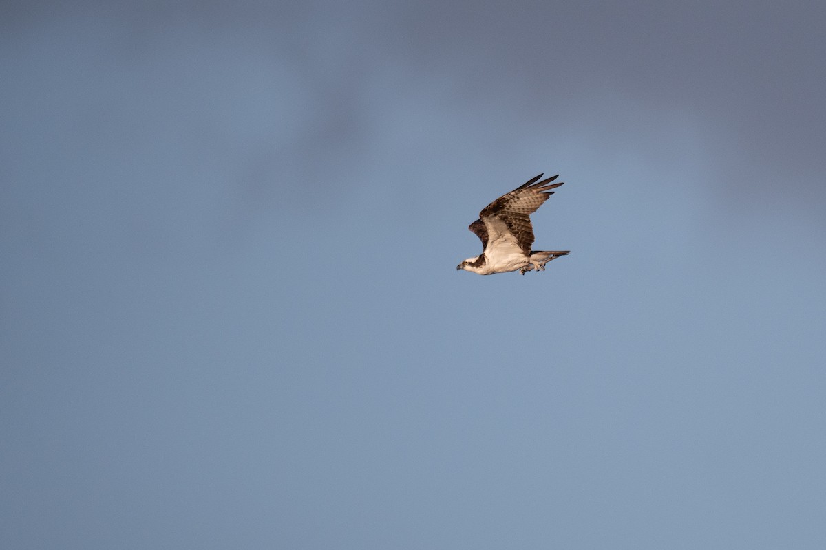 Águila Pescadora - ML618832185