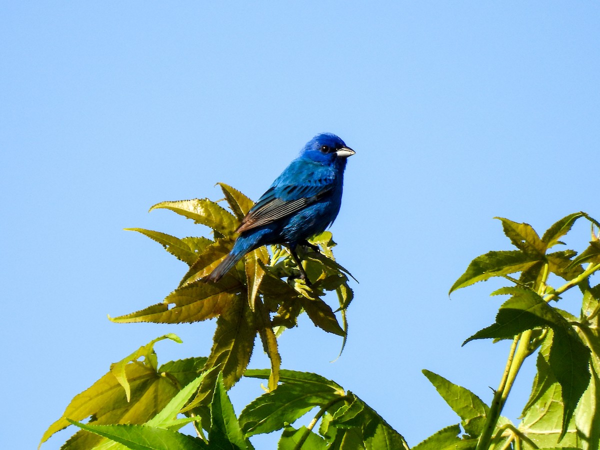 Indigo Bunting - Sophie Dismukes