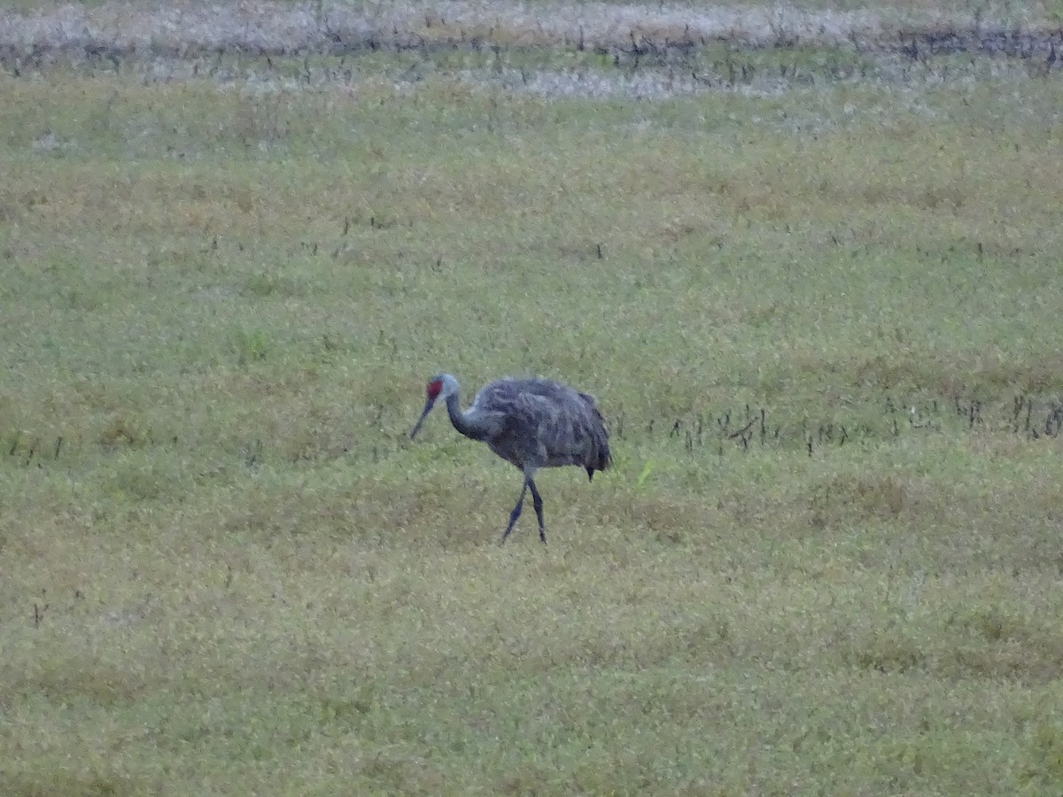 Sandhill Crane - Jim Walton