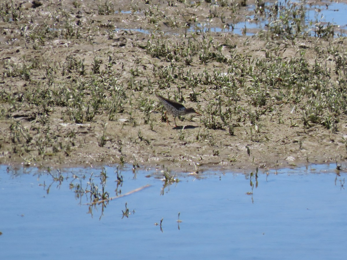 Spotted Sandpiper - Jane Thompson