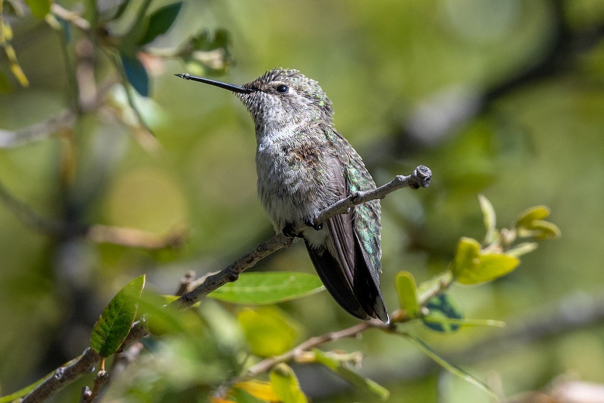 Anna's Hummingbird - Tom Hambleton