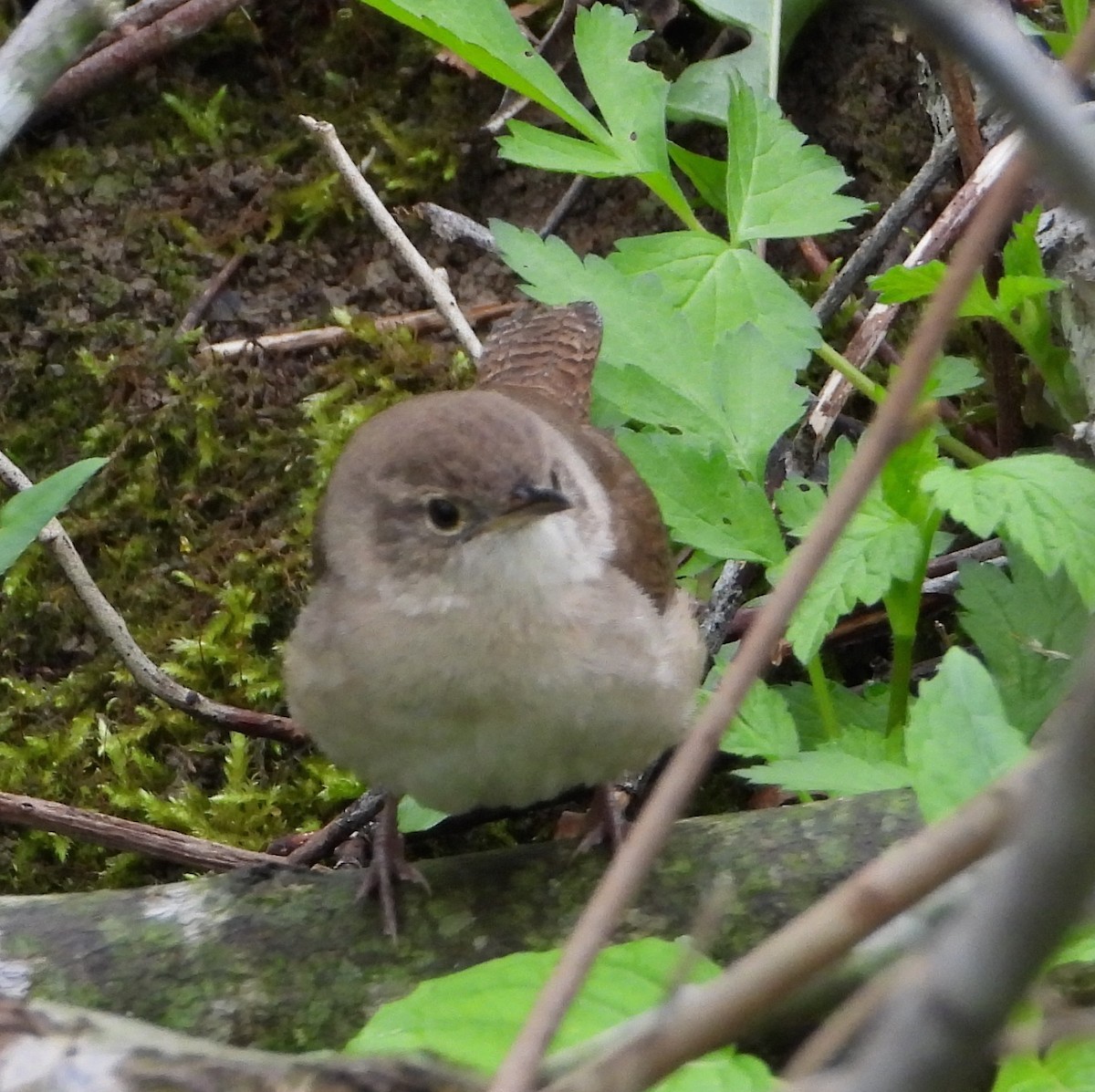 Northern House Wren - ML618832205