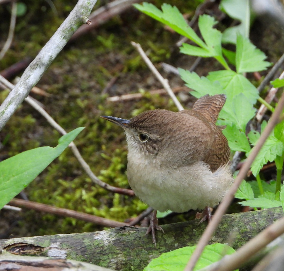 Northern House Wren - ML618832206