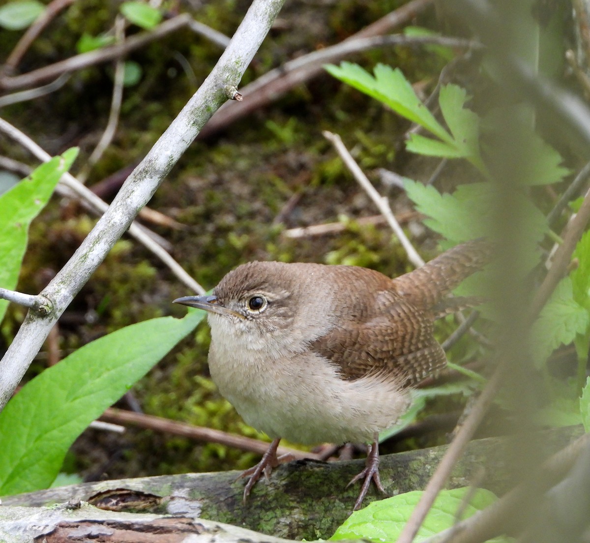 Northern House Wren - ML618832207