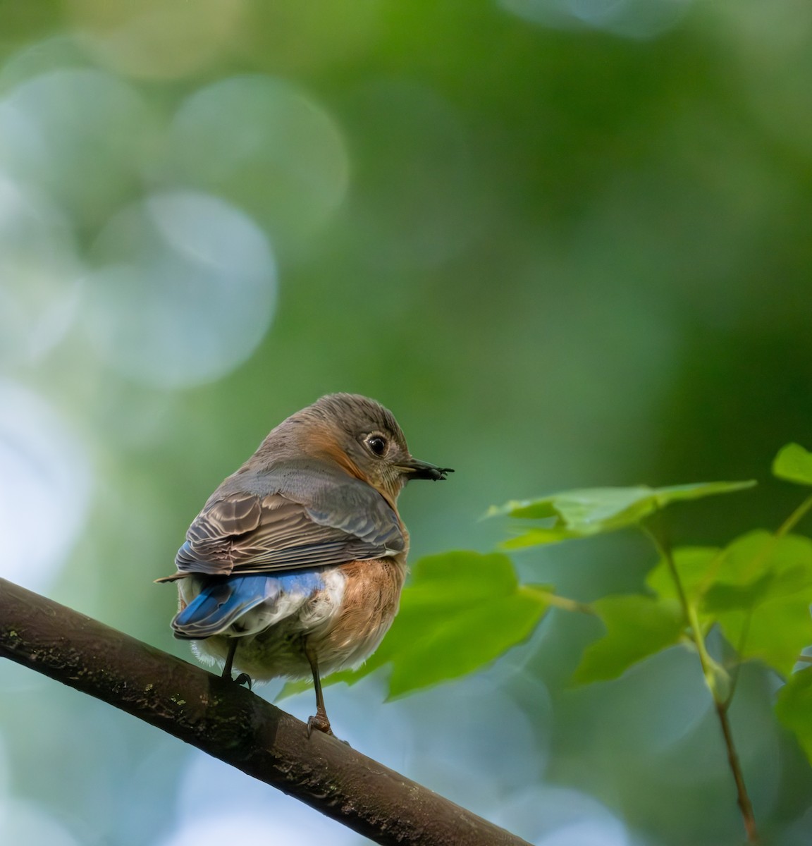 Eastern Bluebird - Stewart Mayhew