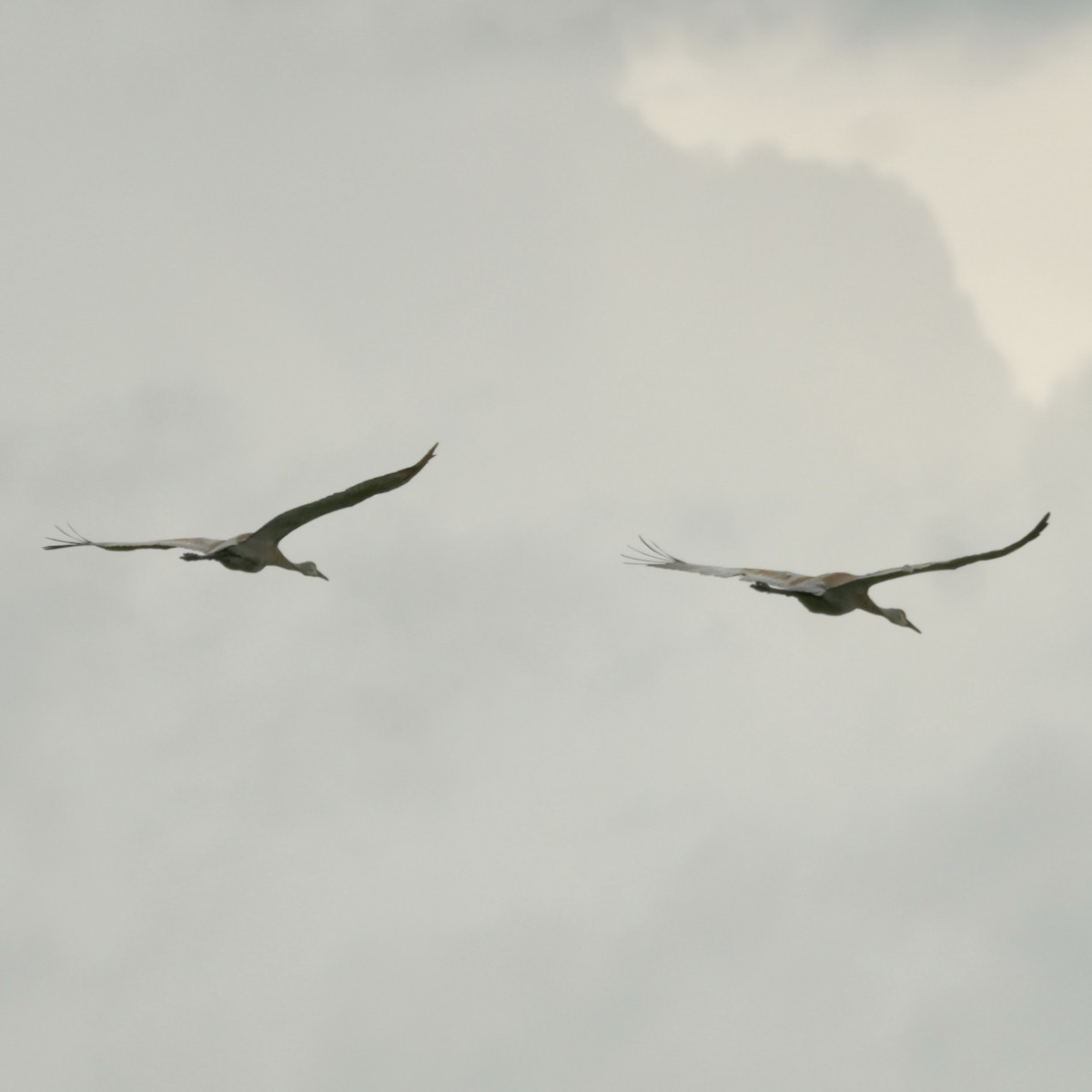 Sandhill Crane - Justin Riley