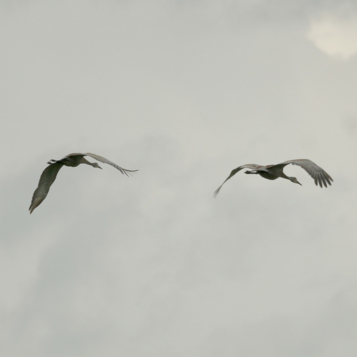 Sandhill Crane - Justin Riley