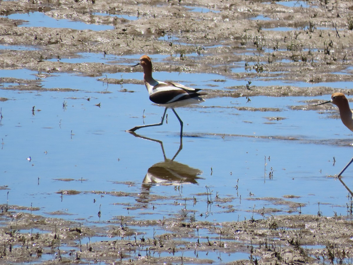 American Avocet - Jane Thompson