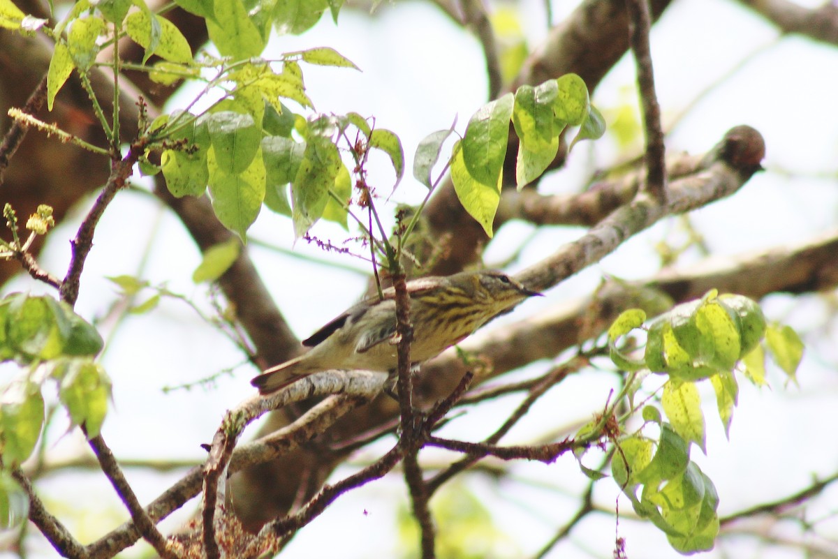 Cape May Warbler - ML618832220