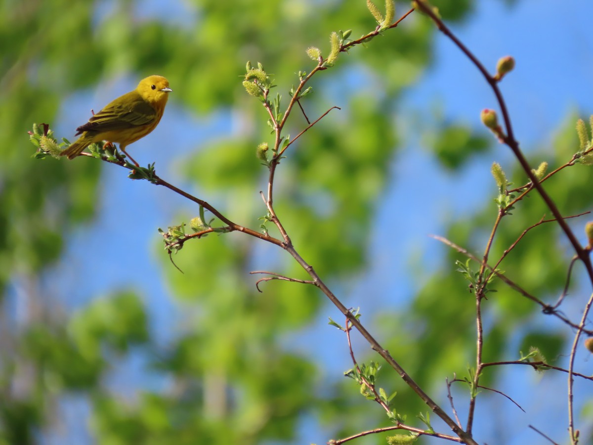 Yellow Warbler - ML618832227