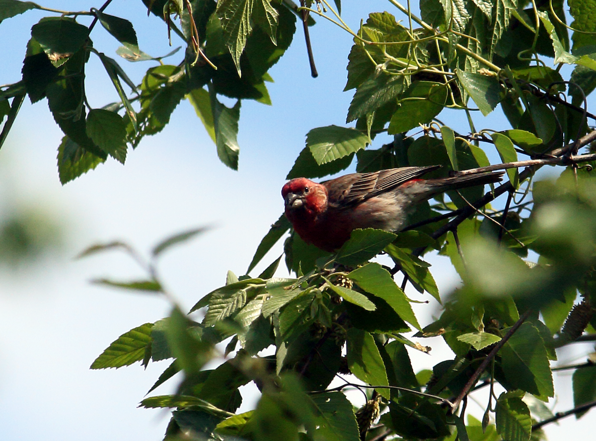 House Finch - Edgar E Alegre