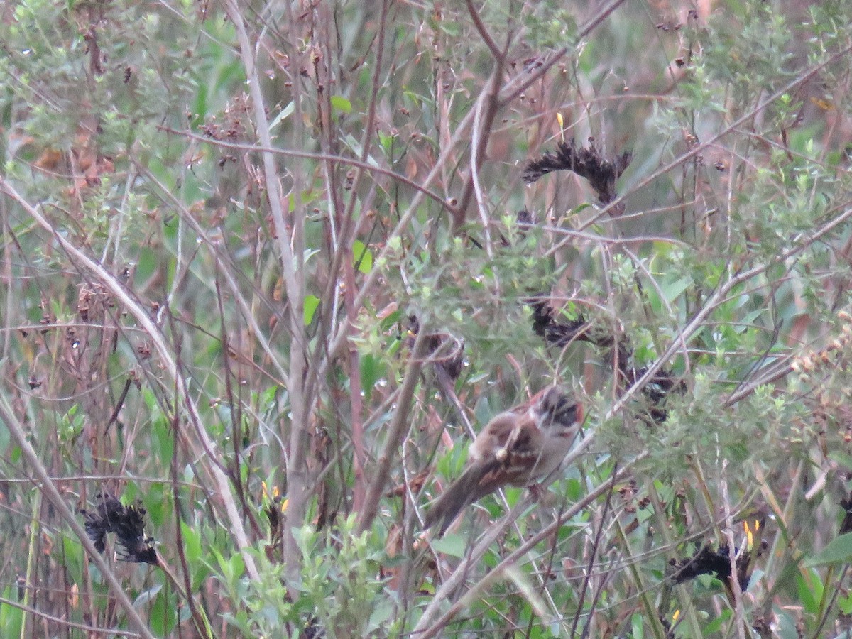 Rufous-collared Sparrow - Letícia Matheus Baccarin