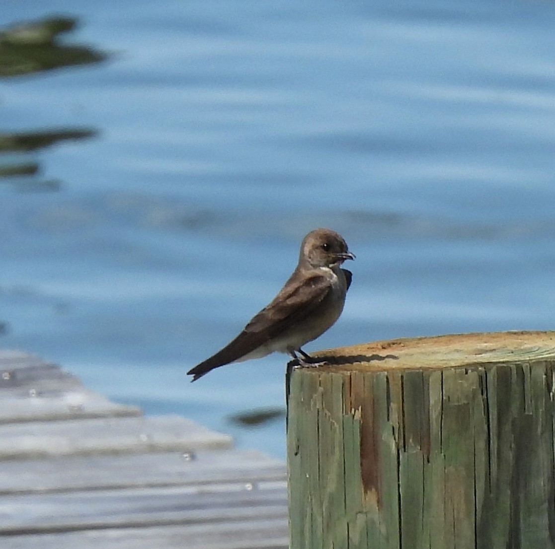 Northern Rough-winged Swallow - Carol Porch