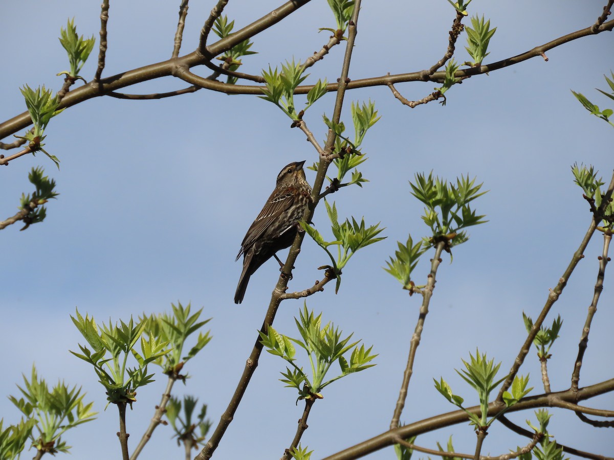 Red-winged Blackbird - Sylvie Huet