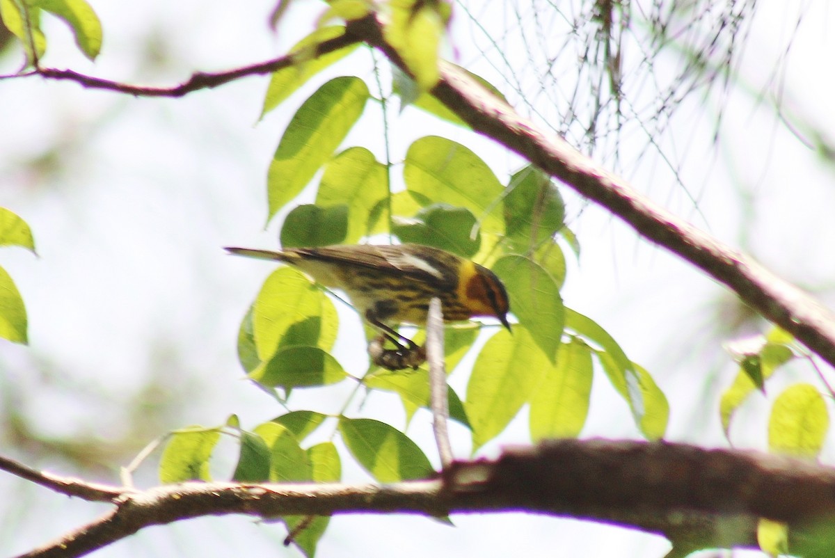 Cape May Warbler - dean garvin