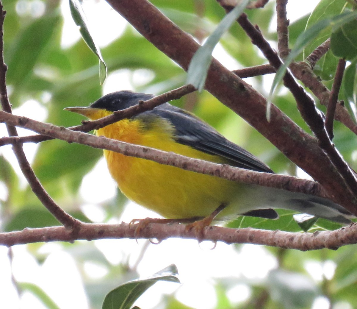 Tropical Parula - Letícia Matheus Baccarin