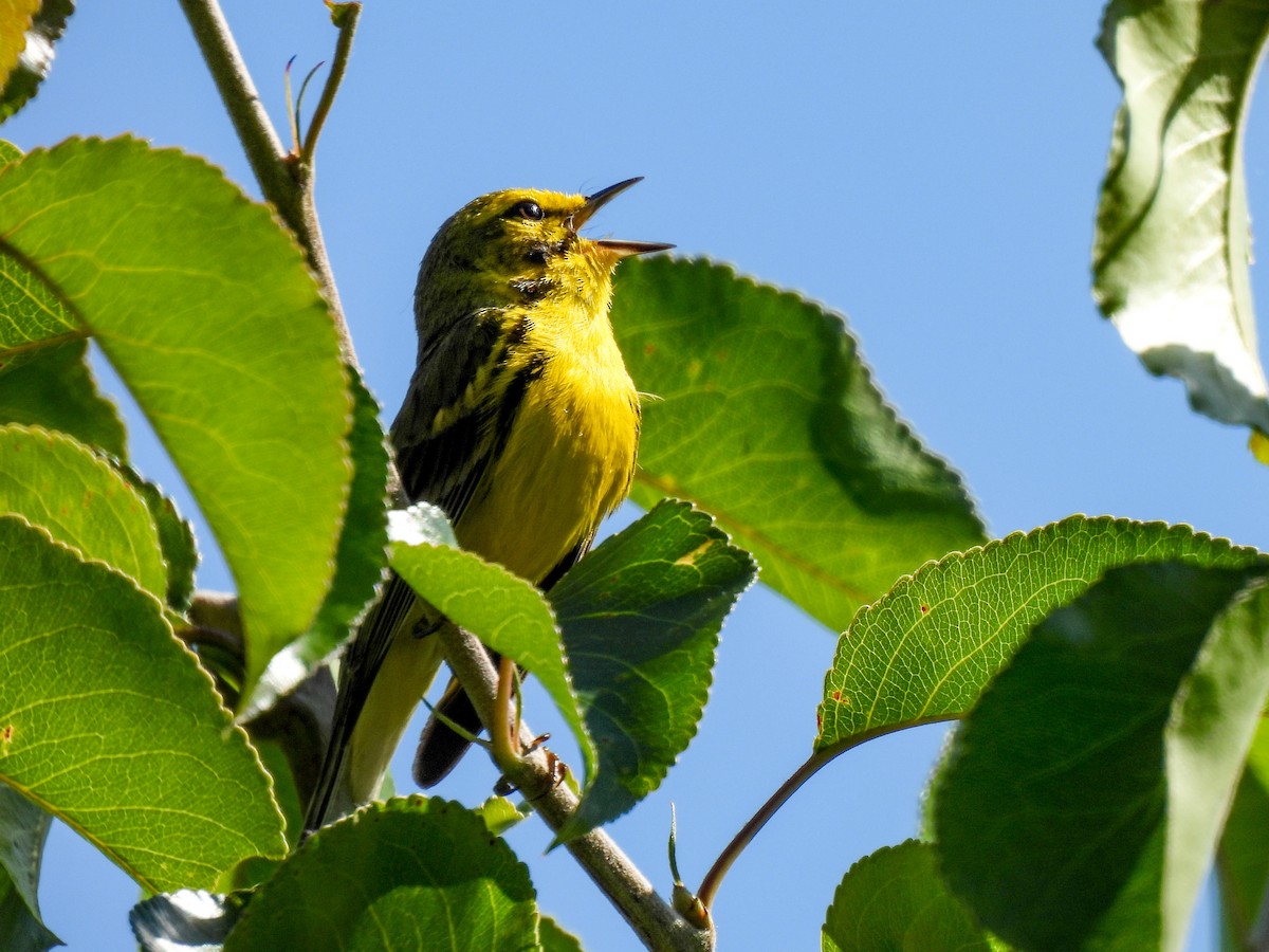 Prairie Warbler - Sophie Dismukes