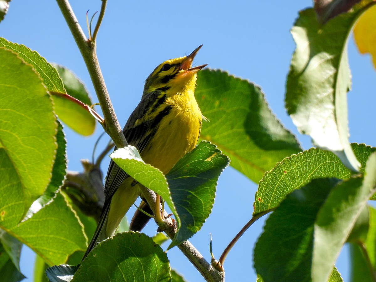 Prairie Warbler - Sophie Dismukes