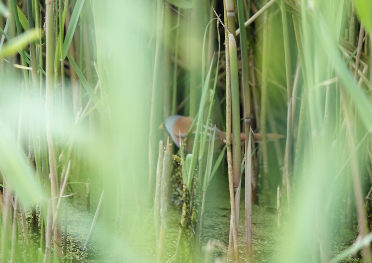 Bearded Reedling - ML618832277