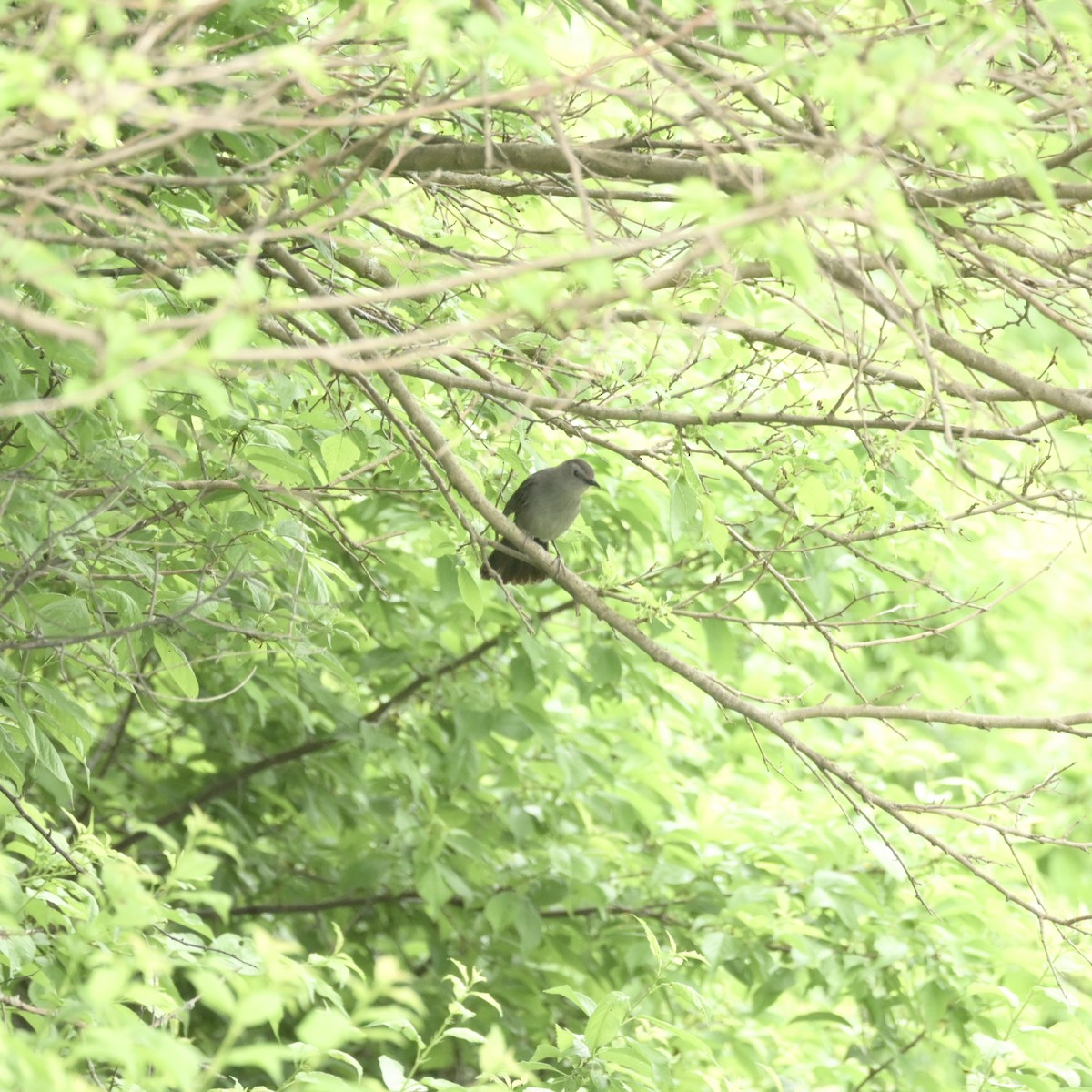 Gray Catbird - Justin Riley