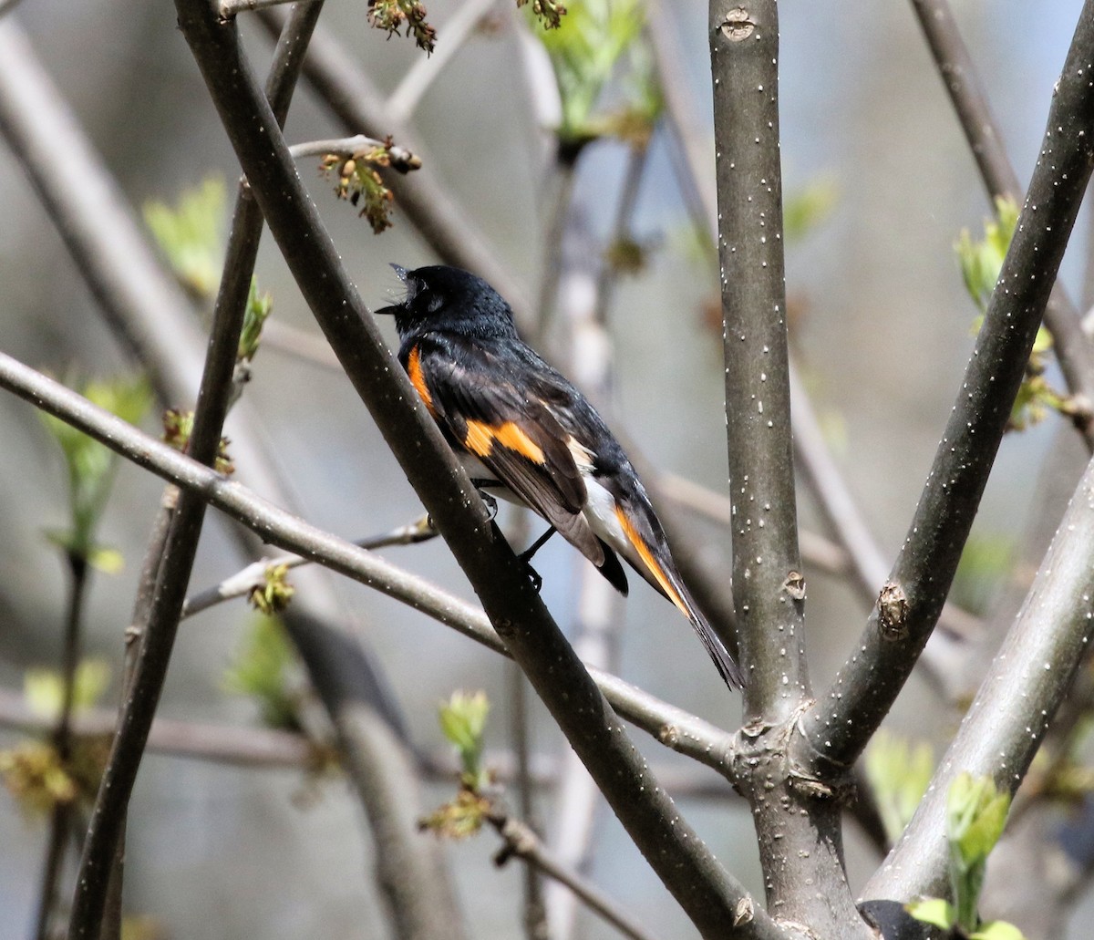 American Redstart - Kernan Bell