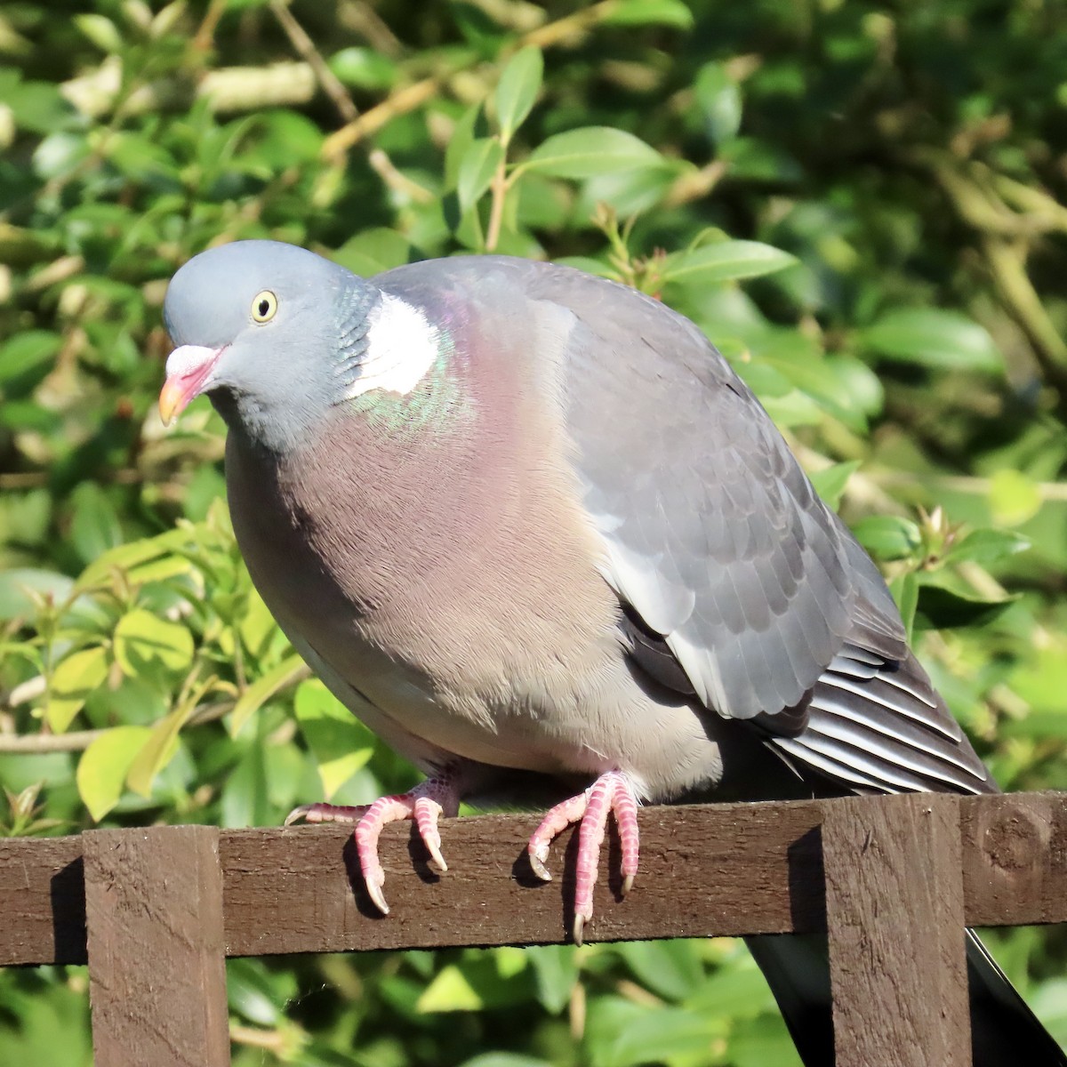 Common Wood-Pigeon - Richard Fleming