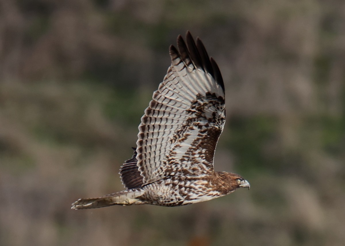 Red-tailed Hawk - Linda Dalton