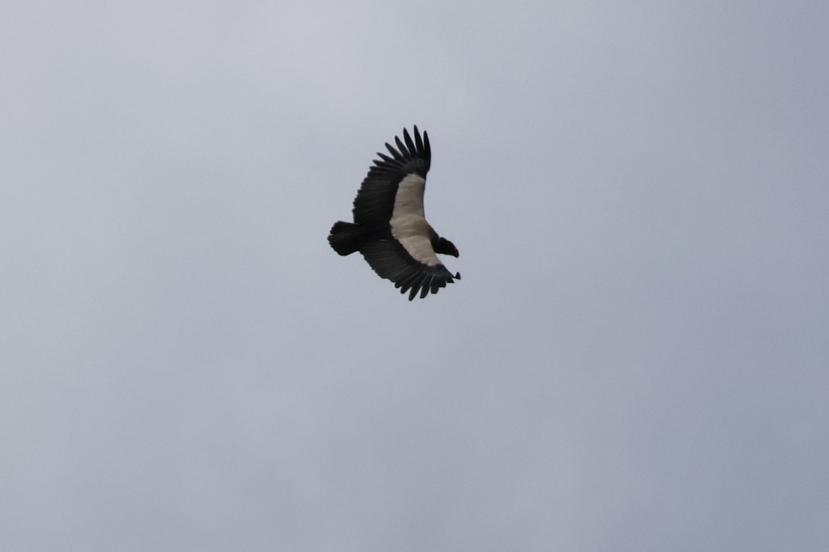 King Vulture - Andy Bridges