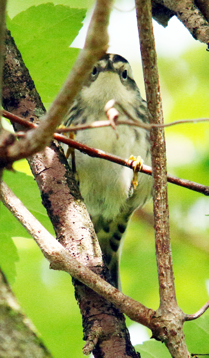 Black-and-white Warbler - Edgar E Alegre