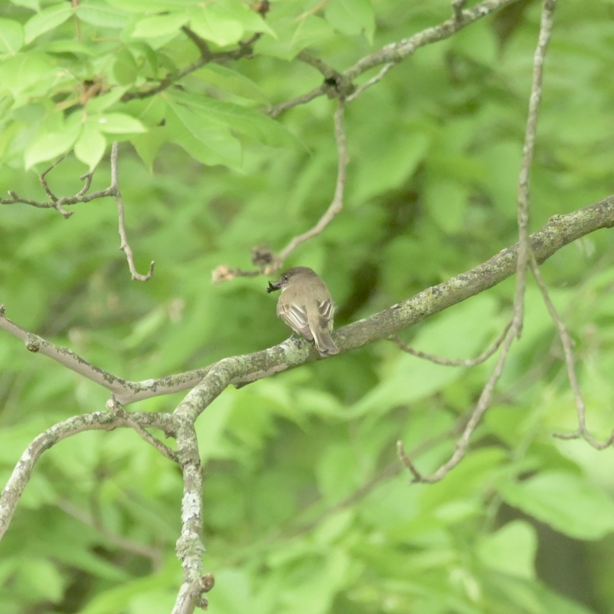 Eastern Phoebe - Justin Riley