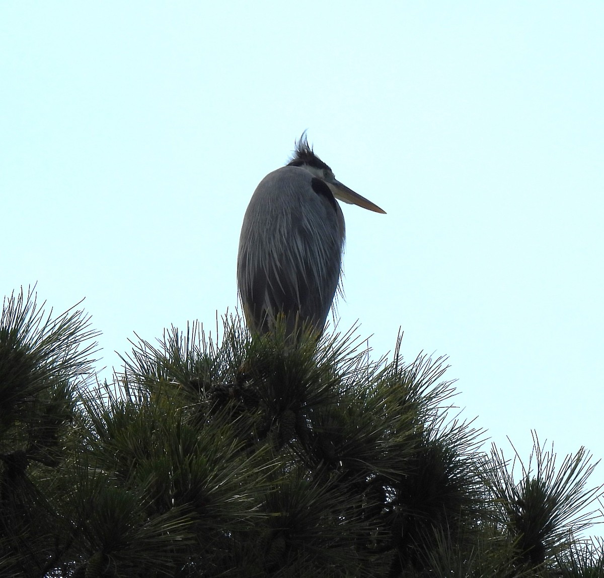 Great Blue Heron - Carol Porch