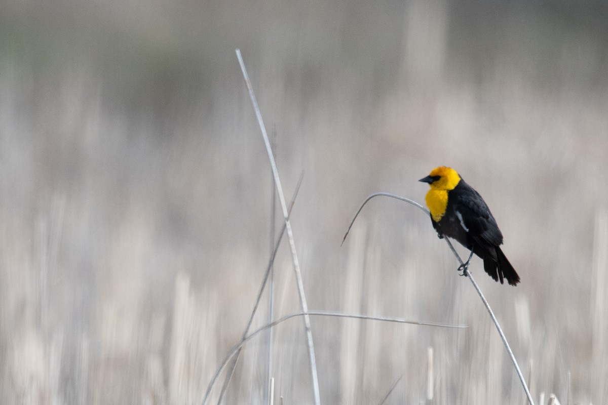 Yellow-headed Blackbird - ML618832323