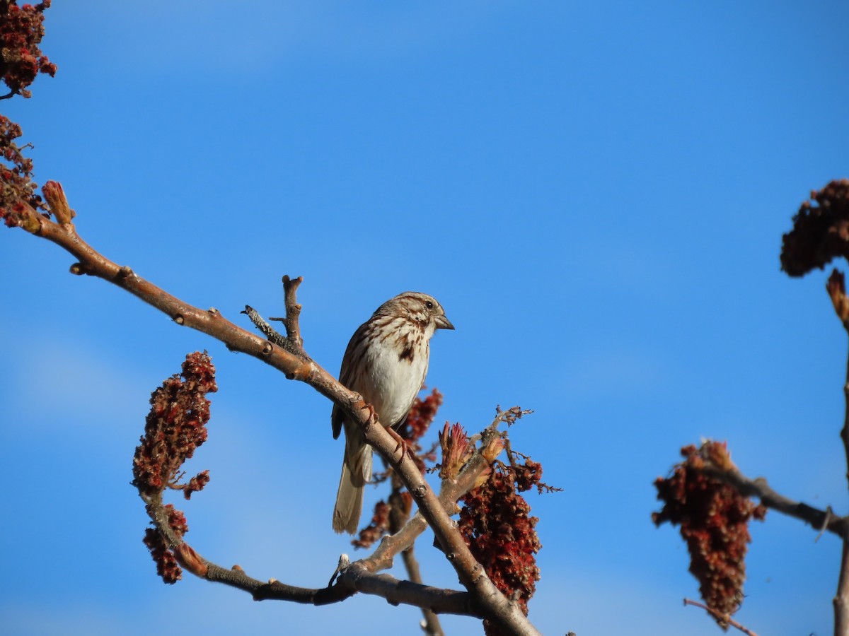 Song Sparrow - ML618832332