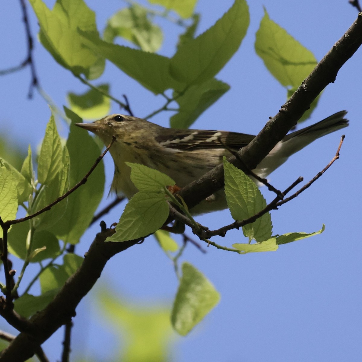 Blackpoll Warbler - ML618832337