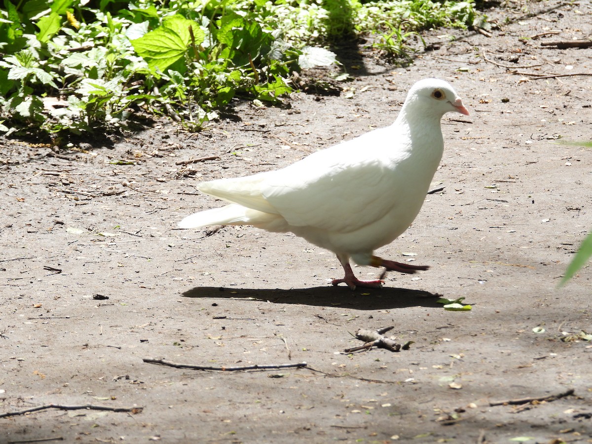 Rock Pigeon (Feral Pigeon) - Janet Pellegrini