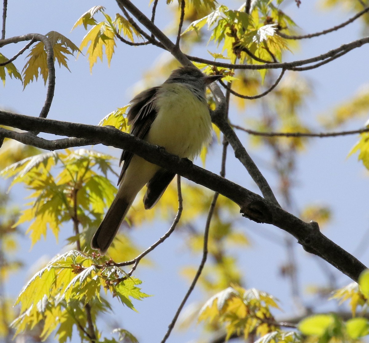 Great Crested Flycatcher - Kernan Bell