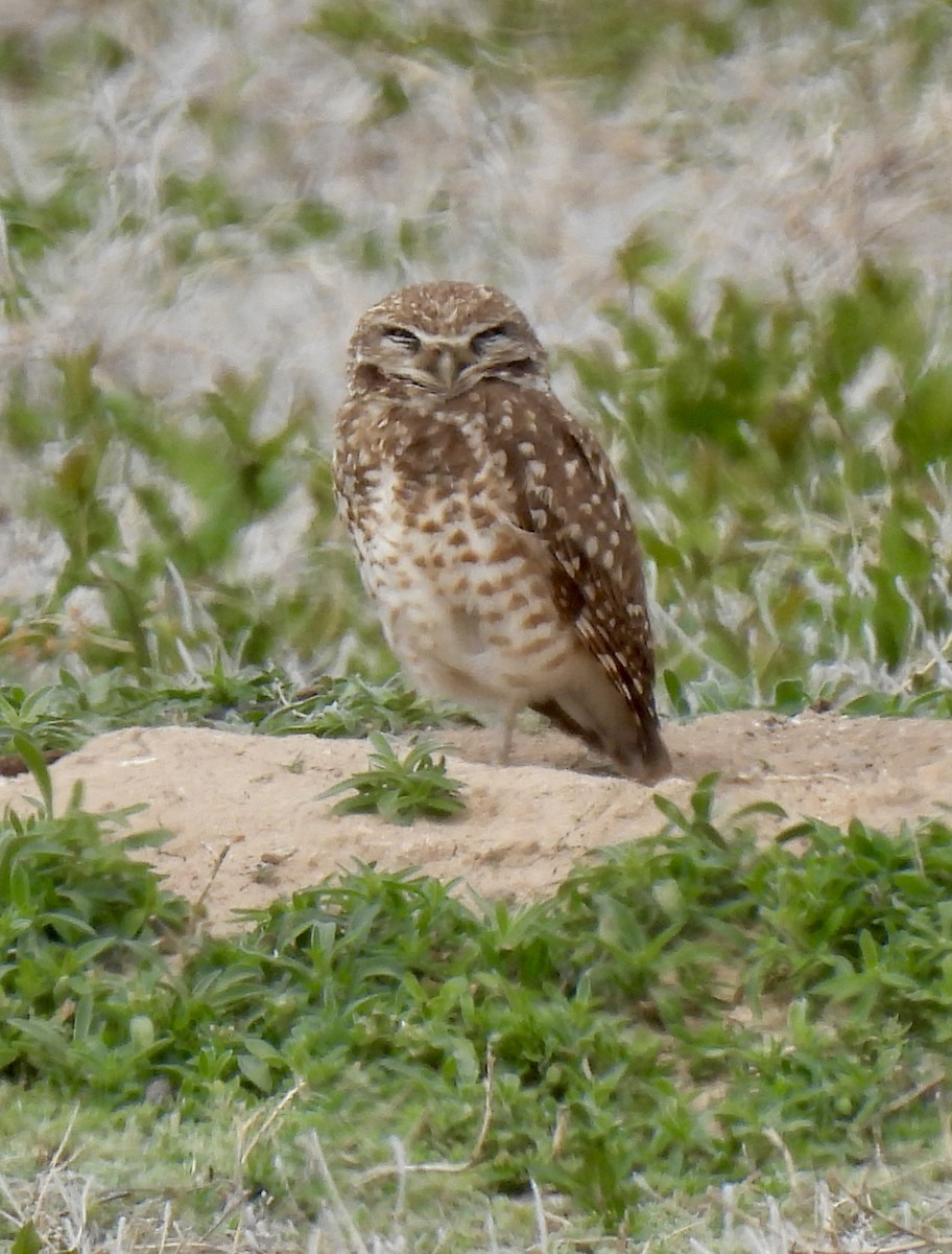 Burrowing Owl - Robert Ducham